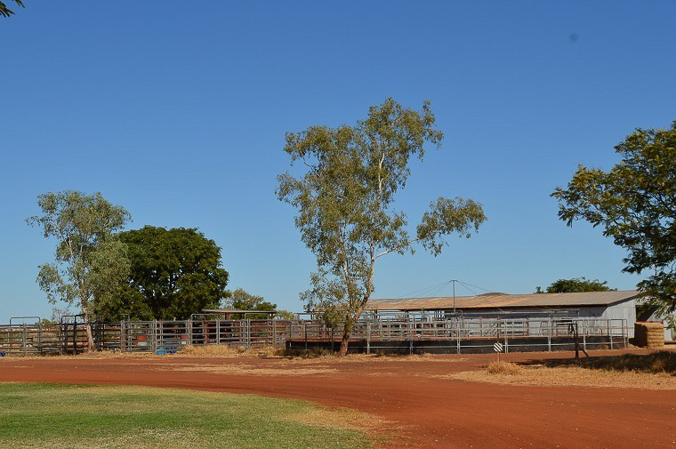 Station Flora Valley 2015 horse yards