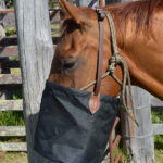 Nose Bag at Kent Saddlery from