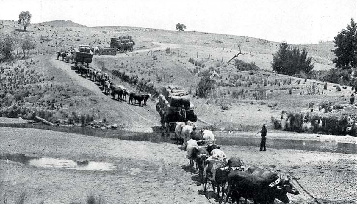 2017-04 Merv Wortley Tribute - Old time bullock teams